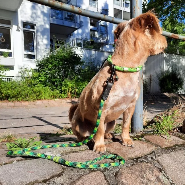 Hund mit EM-Keramik-Halsband aus Paracord mit EM-Keramik dragonfly / ultra neon grün und Leine