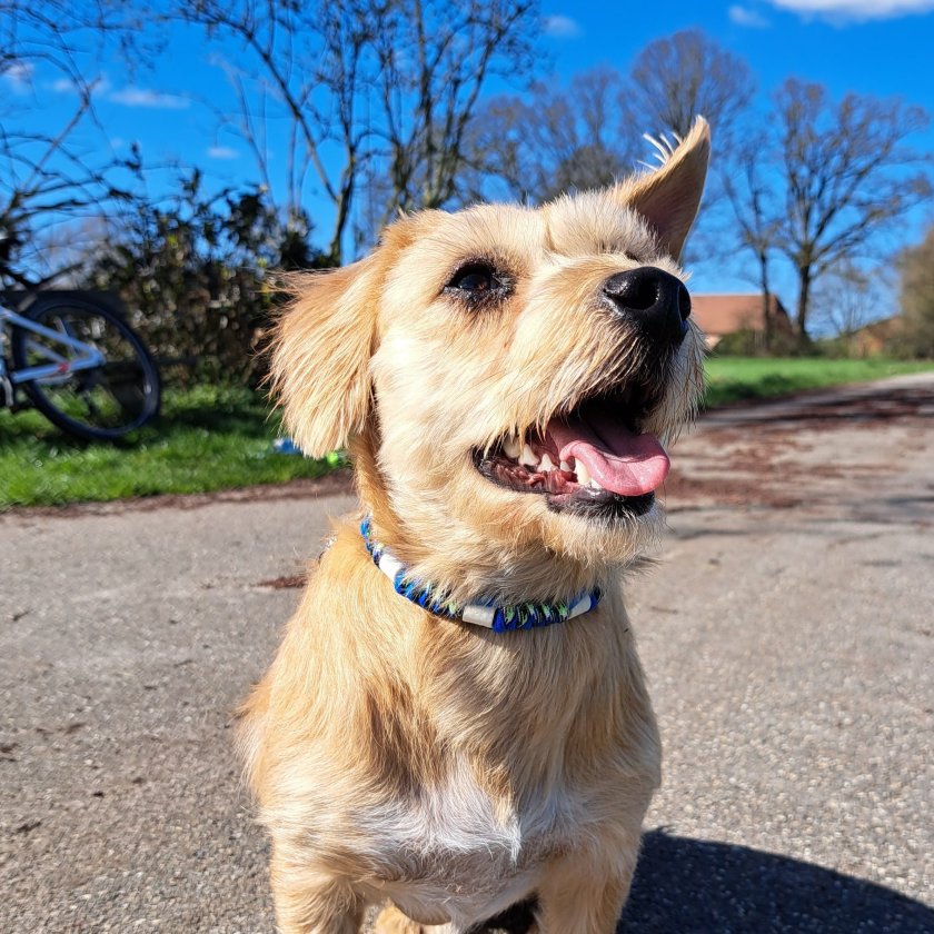 Hund mit EM-Keramik-Halsband aus Paracord mit EM-Keramik  greece blau / python