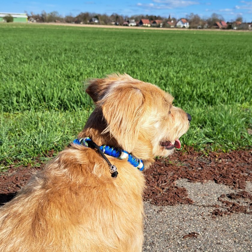 Hund mit EM-Keramik-Halsband aus Paracord mit EM-Keramik  greece blau / python