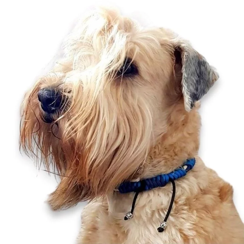 Hund Irish Soft Coated Wheaten Terrier mit Anti-Zecken-Halsband aus Paracord mit EM-Keramik caribbean / navy blau