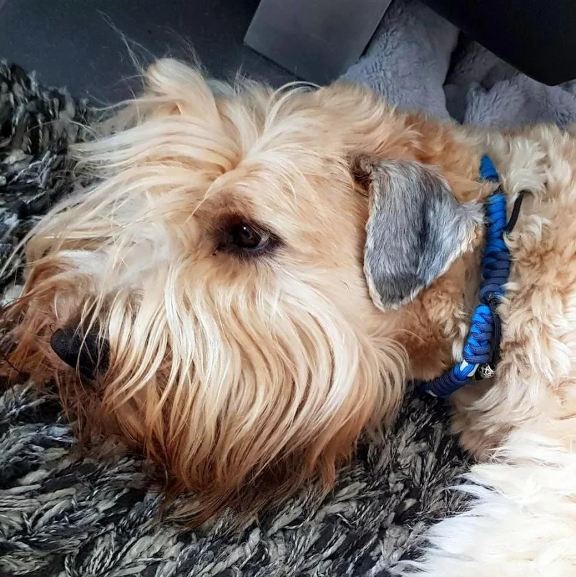 Irish Soft Coated Wheaten Terrier (Hund) mit EM-Keramik-Halsband Paracord geflochten, caribbean blau