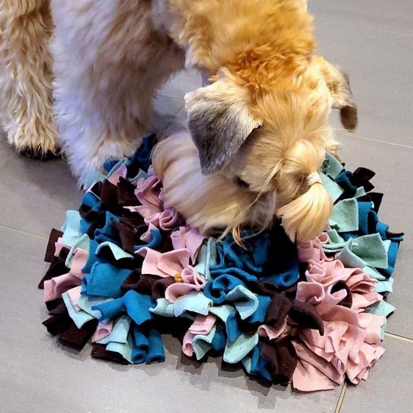 Irish Soft Coated Wheaten Terrier mit Spiel- und Schnüffelteppich aus Fleece Farbe: türkis, mint, dunkelbraun, altrosa