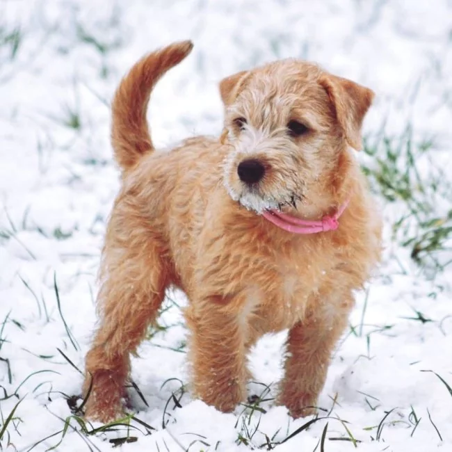 Irish Soft Coated Wheaten Terrier Welpe (Hund) im Schnee mit Markierungshalsband aus Paracord