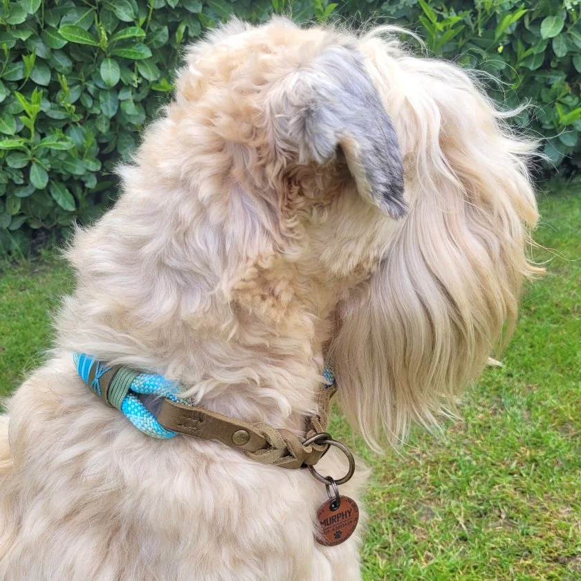 Irish Soft Coated Wheaten Terrier (Hund) mit Zugstop-Halsband aus Tau / Seil Farbe bombay blau / holy guacamole und Leder Farbe olive. Beschläge messing antik.