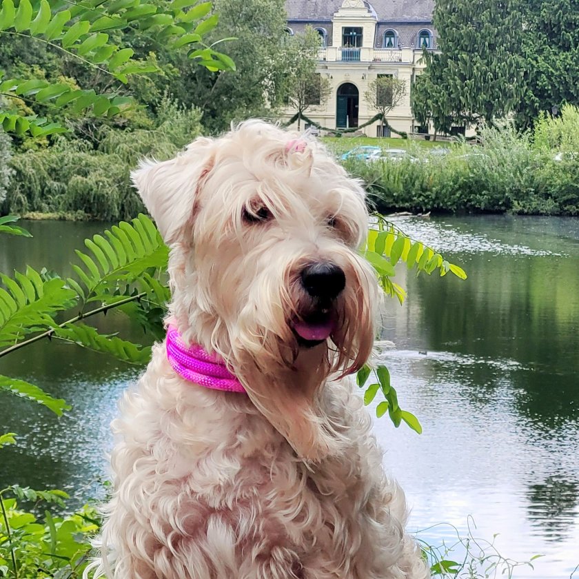 Irish Soft Coated Wheaten Terrier mit Halsband aus Tau, wild fuchsia