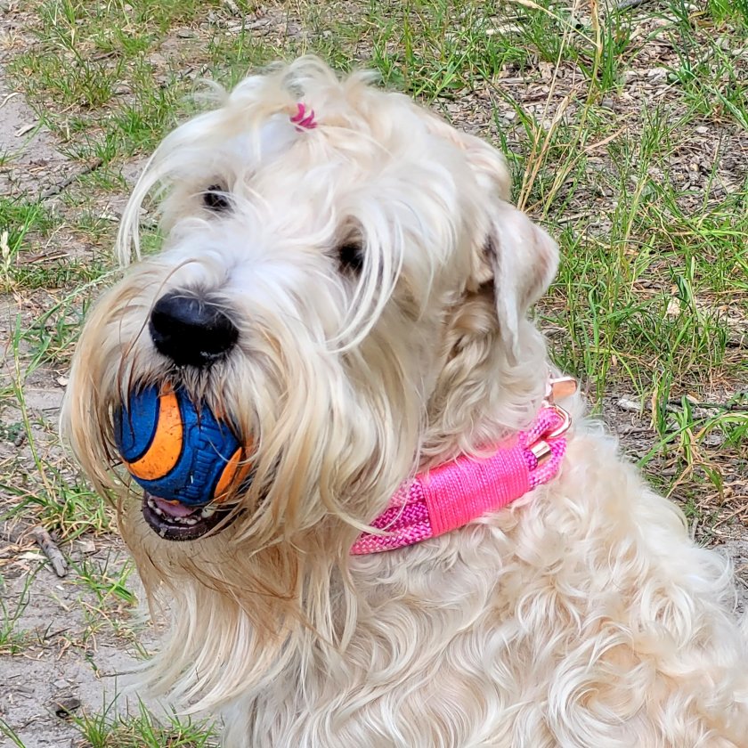 Irish Soft Coated Wheaten Terrier mit Halsband aus Tau, wild fuchsia