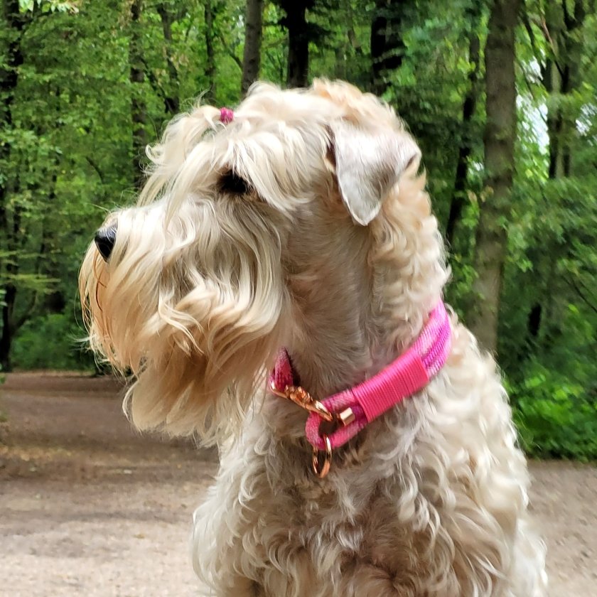 Irish Soft Coated Wheaten Terrier mit Halsband aus Tau, wild fuchsia