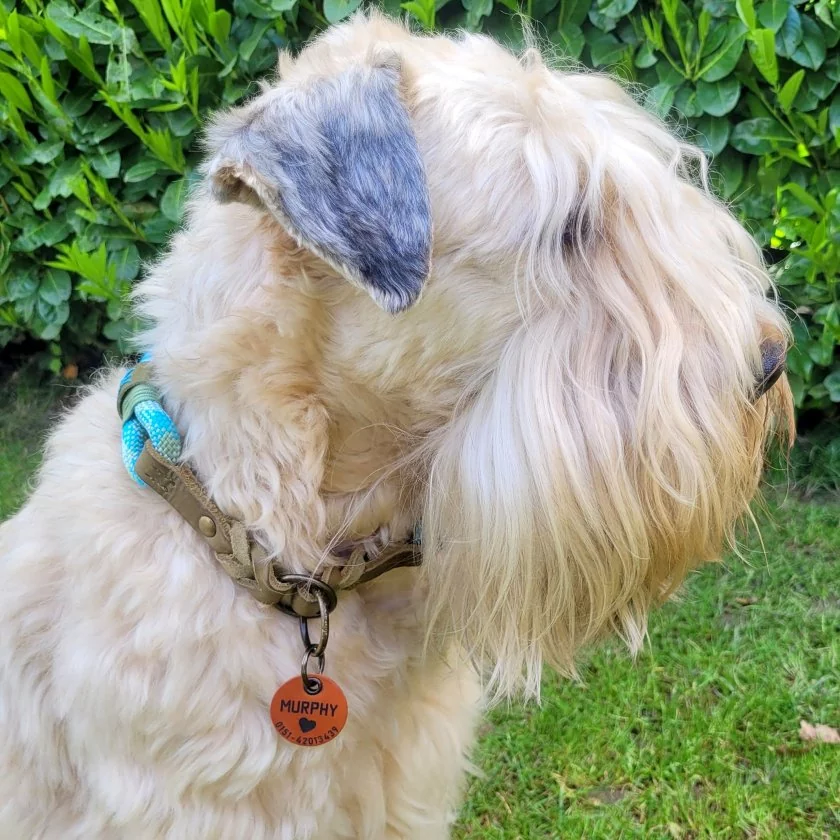 Hund mit Hundemarke aus Leder Farbe cognac, personalisiert, Irish Soft Coated Wheaten Terrier