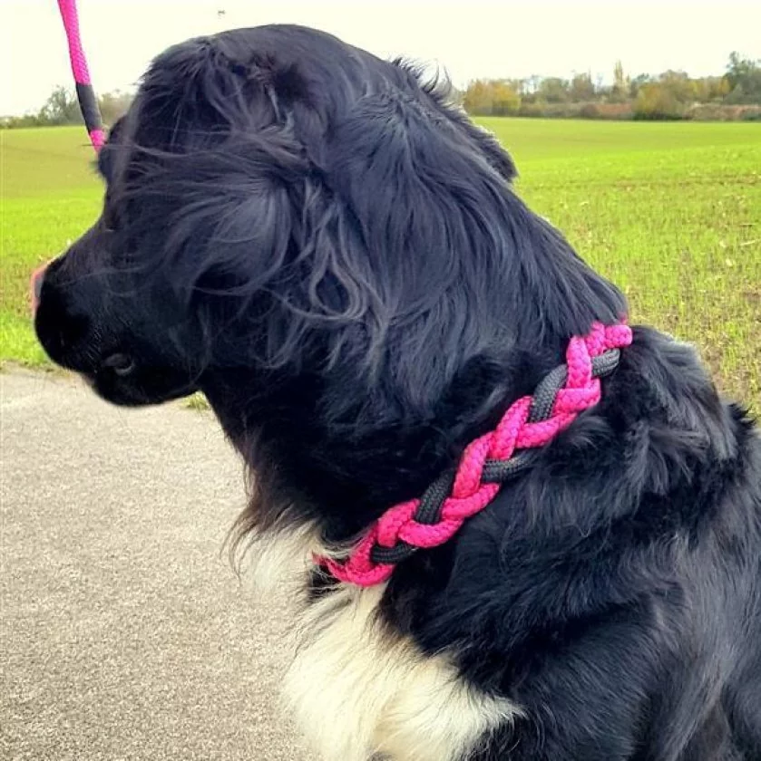 Hund mit Halsband aus Tau und Leder geflochten, Zugstop, kranichbeere und schwarz Hund mit Halsband aus Tau und Leder geflochten, Zugstop, kranichbeere und schwarz