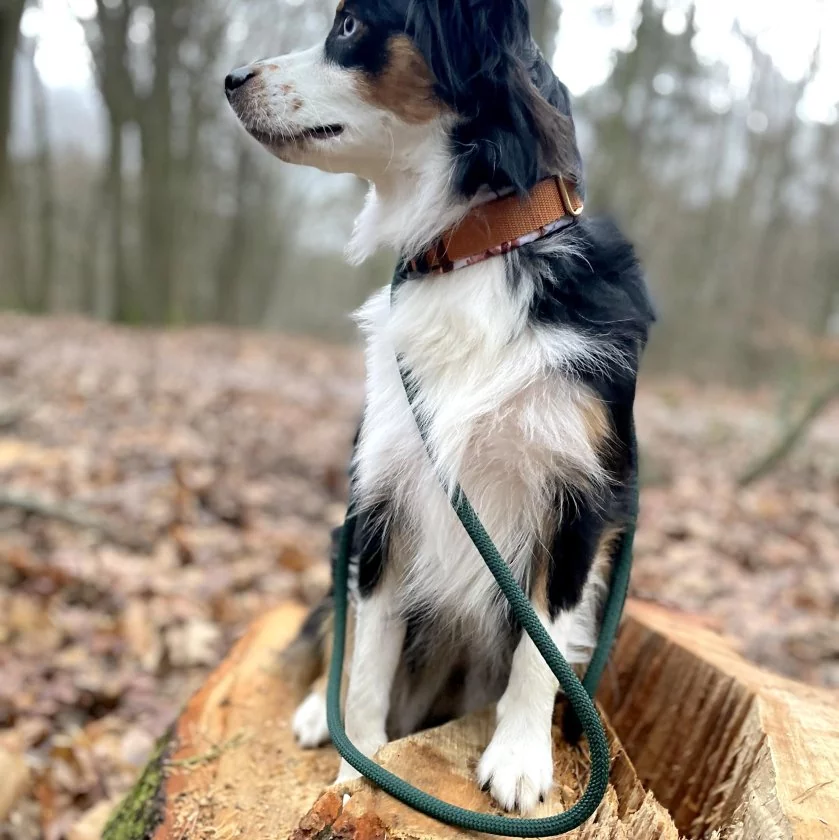 Australian Shepherd im Wald mit Leine aus Tau, Farbe dark green, Beschläge Kupfer antik