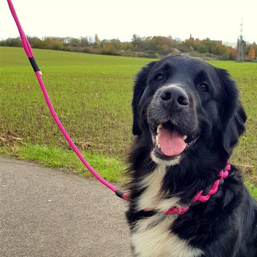 Hund mit Leine und Halsband aus Tau und Leder geflochten, Zugstop, kranichbeere und schwarz