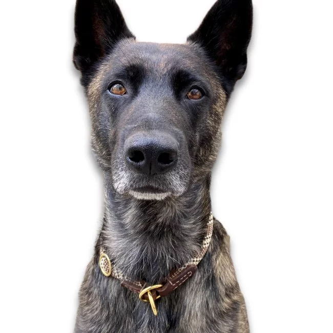 Hund mit Halsband Tau und Leder Zugstop, muddy buddy und braun