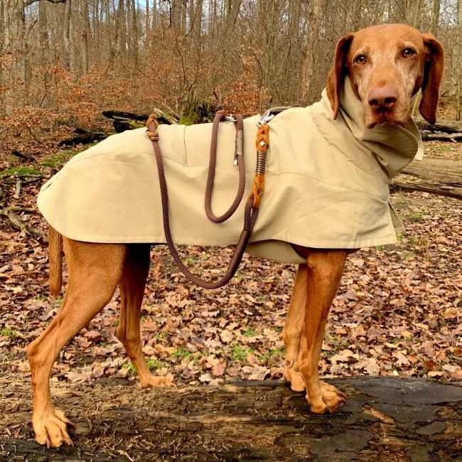 Hund mit Hundeleine aus Tau espresso braun, Leder cognac braun mit Flechtungen und Beschlägen edelstahl und Regenmantel im Wald