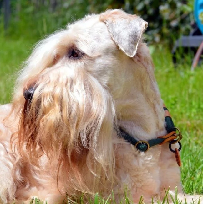 Irish Soft Coated Wheaten Terrier (Hund) mit Halsband Tau und Leder, mit Name "Paparazzi", dark grün und cognac braun