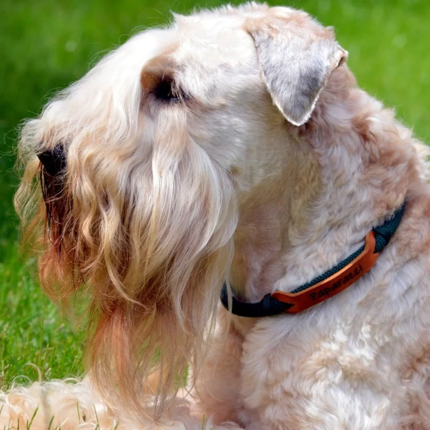 Irish Soft Coated Wheaten Terrier (Hund) mit Halsband aus Tau und Leder, mit Name Paparazzi, Zugstop, dark grün und cognac braun