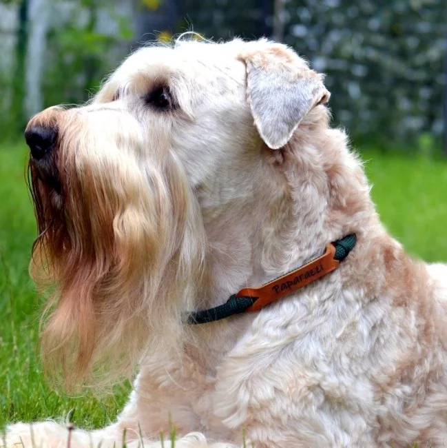 Irish Soft Coated Wheaten Terrier (Hund) mit Halsband aus Tau und Leder, mit Name "Paparazzi", Zugstop, dark grün und cognac braun