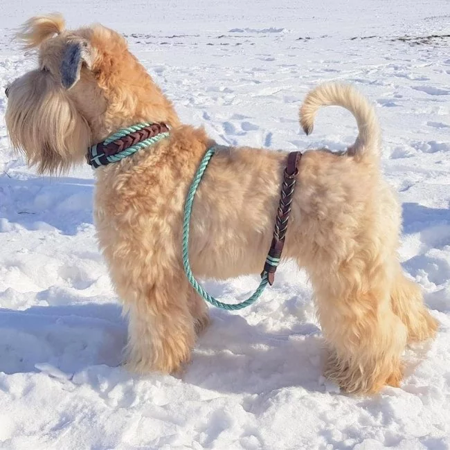 Irish Soft Coated Wheaten Terrier (Hund) mit Leine und Zugstop Halsband aus Tau / Seil und Leder aus Tau in sea grün und Leder in braun. Beschläge in kupfer antik.
