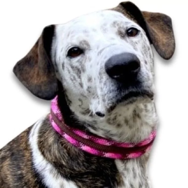 Hund mit Halsband aus Tau, cherry blossom und braun, Beschläge rose gold
