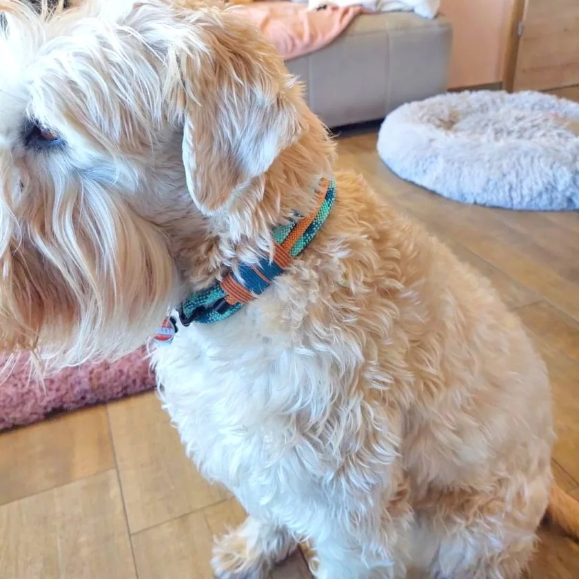 Irish Soft Coated Wheaten Terrier (Hund) mit Halsband aus Tau, smaragd und golden kupfer, Beschläge schwarz