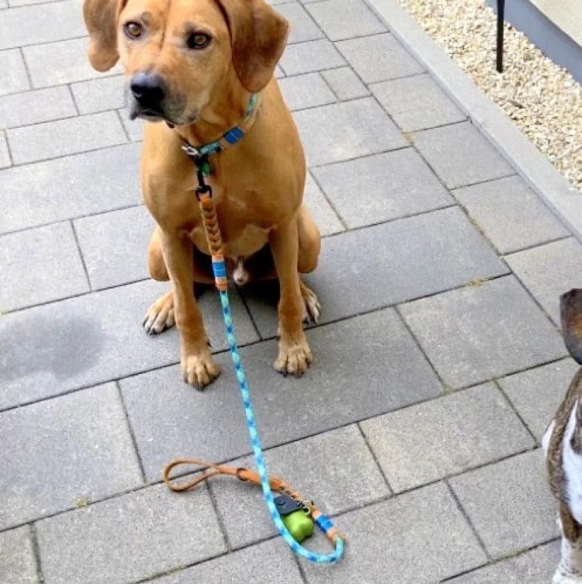 Hund mit Halsband und Leine aus Tau und Leder geflochten, smaragd und cognac braun