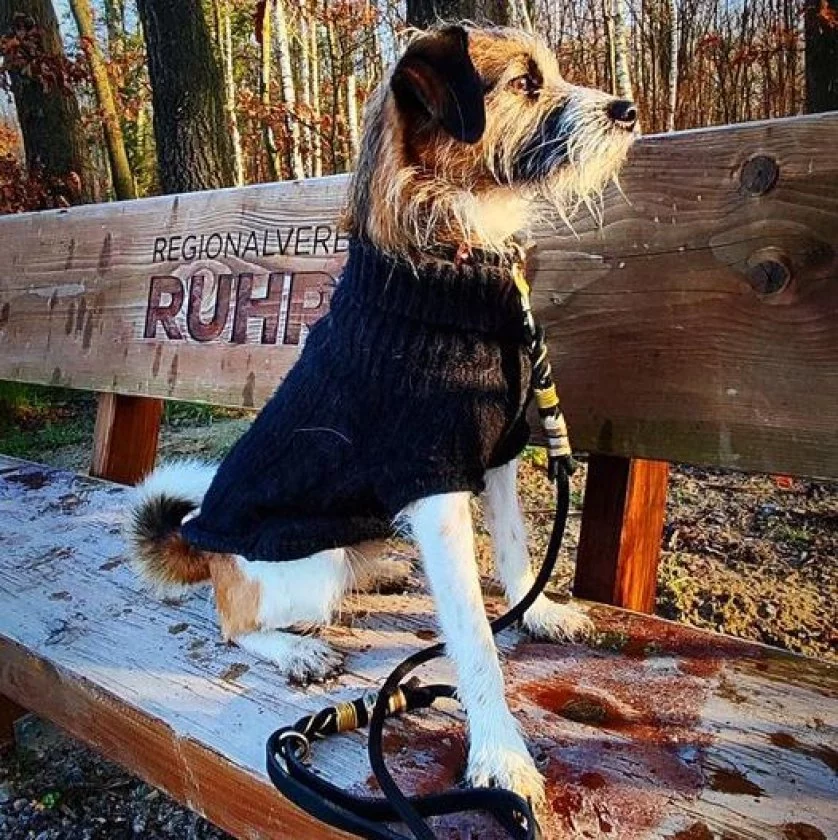 Hund mit Leine aus Tau und Leder, schwarz