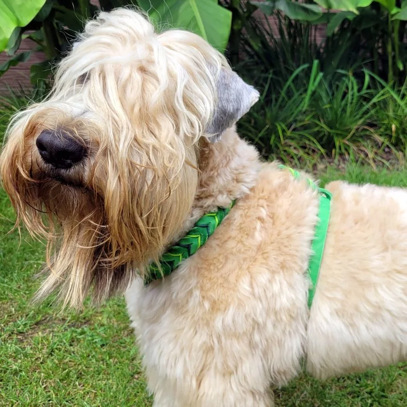 Irish Soft Coated Wheaten Terrier mit Geschirr aus Fettleder apfel Lederapplikation apple green und alpine grün Beschläge Farbe nickel