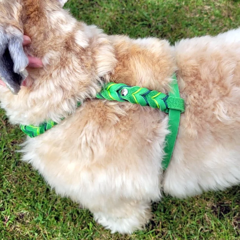 Irish Soft Coated Wheaten Terrier mit Geschirr aus Fettleder apfel Lederapplikation apple green und alpine grün Beschläge Farbe nickel