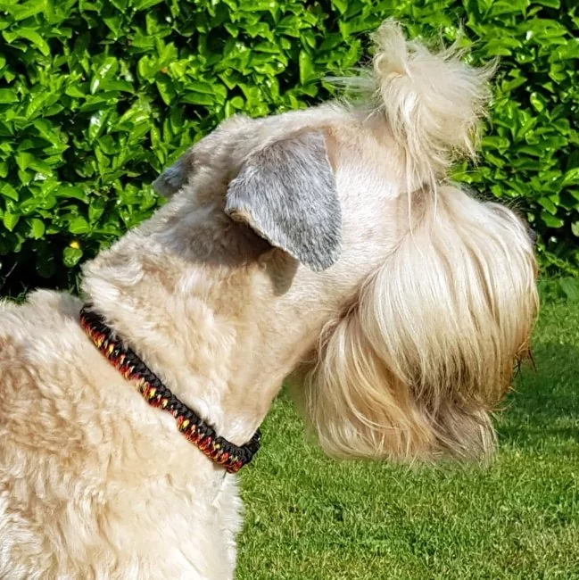 Hund Irish Soft Coated Wheaten Terrier mit Halsband aus Parcord in den Farben german pride und schwarz, Hundehalsband im Deutschland Muster, mit schwarzer Schnalle