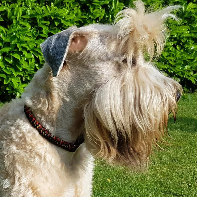 Hund Irish Soft Coated Wheaten Terrier mit Halsband aus Parcord in den Farben german pride und schwarz, Hundehalsband im Deutschland Muster, mit schwarzer Schnalle