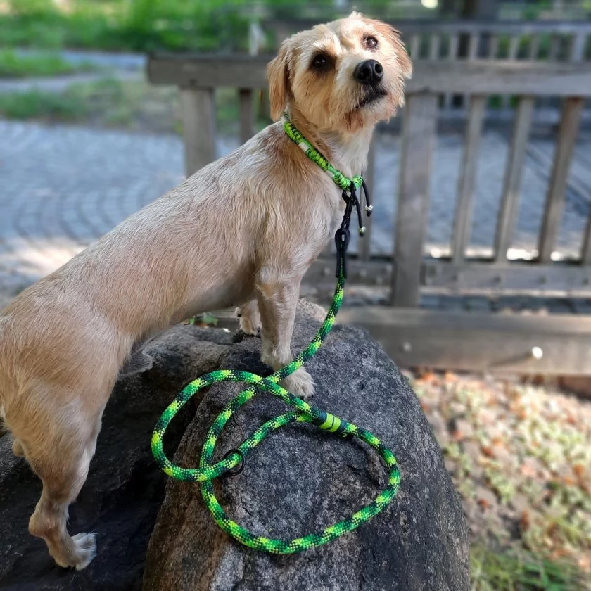 Hund mit EM-Keramik-Halsband aus Paracord mit EM-Keramik dragonfly / ultra neon grün und Leine