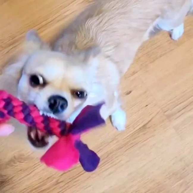 Hund mit Zergel Zerrspielzeug Hundespielzeug aus Fleece lila und pink