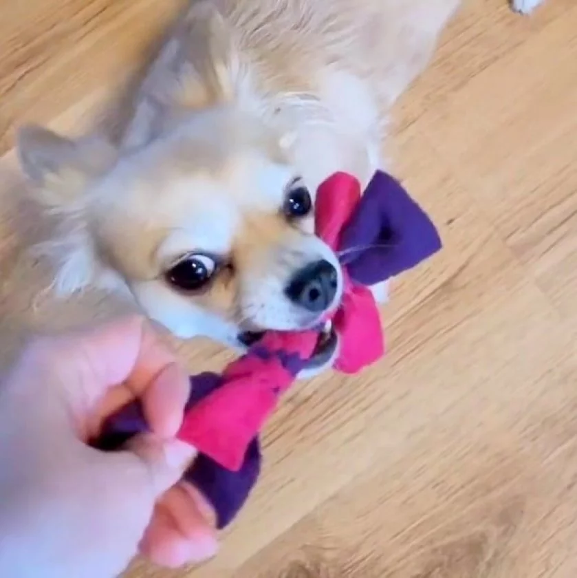 Hund mit Zergel Zerrspielzeug Hundespielzeug aus Fleece lila und pink