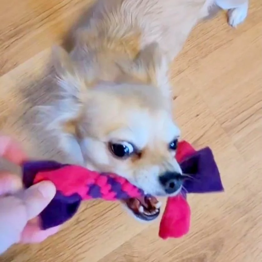 Hund mit Zergel Zerrspielzeug Hundespielzeug aus Fleece lila und pink