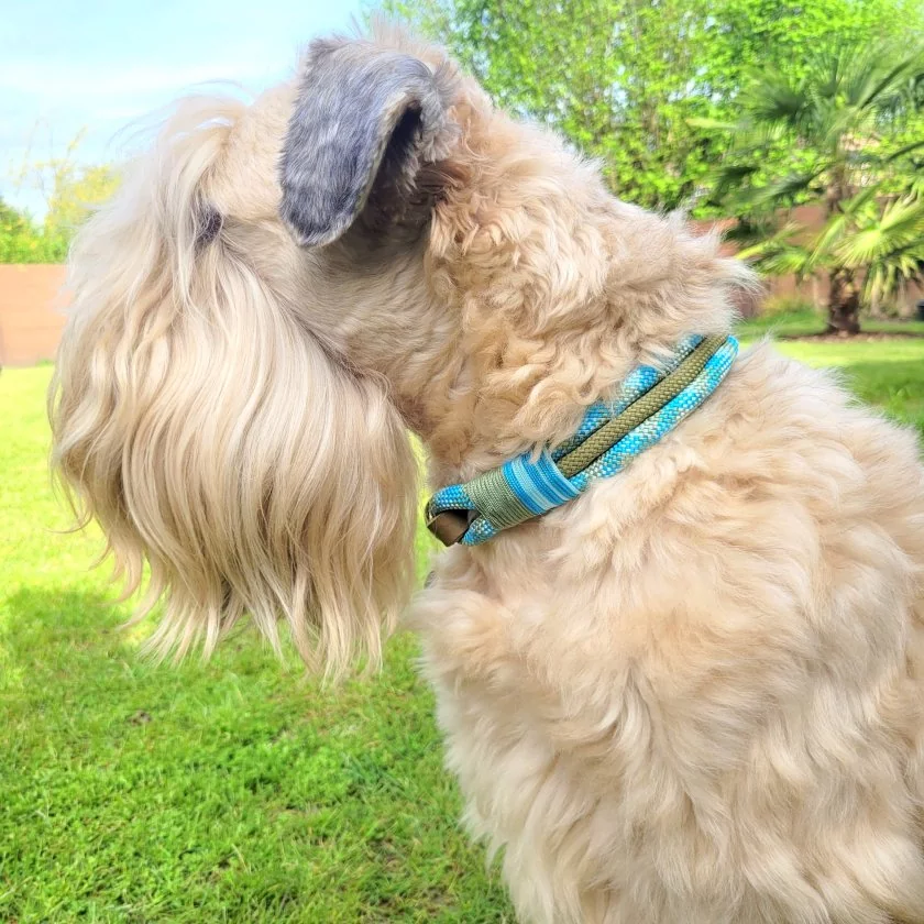 Irish Soft Coated Wheaten Terrier (Hund) mit Zugstop-Halsband aus Tau / Seil Farbe bombay blau / holy guacamole und Leder Farbe olive. Beschläge messing antik. Irish Soft Coated Wheaten Terrier (Hund) mit Zugstop-Halsband aus Tau / Seil Farbe bombay blau / holy guacamole und Leder Farbe olive. Beschläge messing antik.