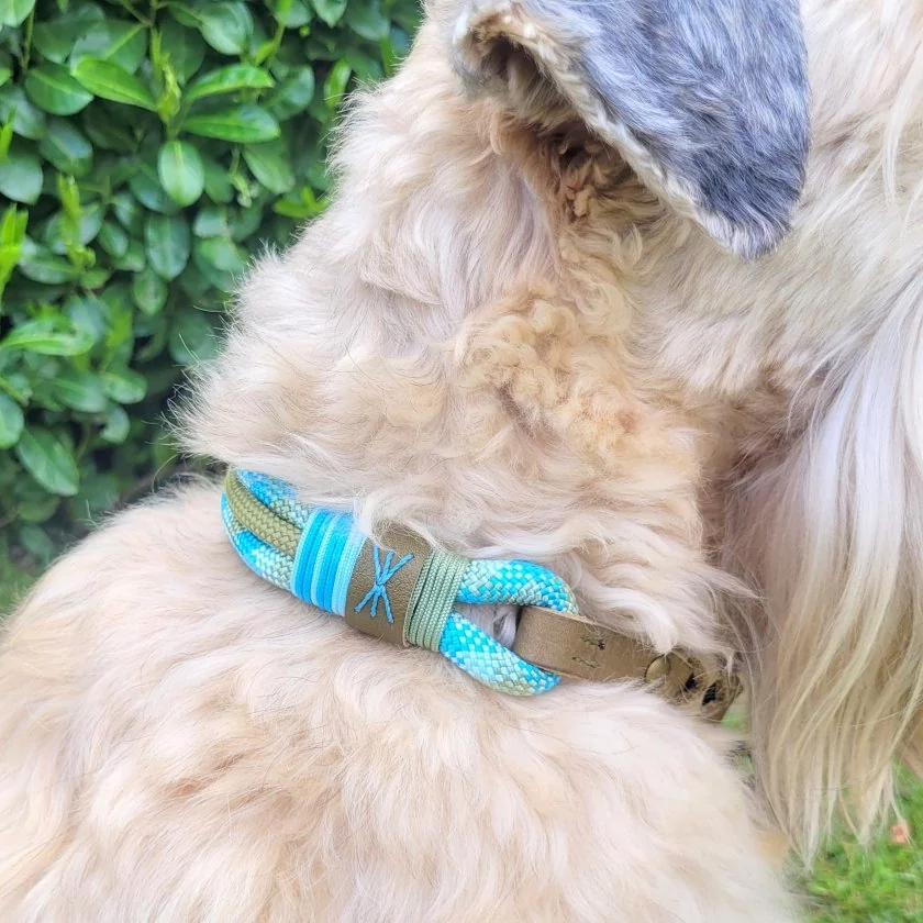 Irish Soft Coated Wheaten Terrier (Hund) mit Zugstop-Halsband aus Tau / Seil Farbe bombay blau / holy guacamole und Leder Farbe olive. Beschläge messing antik. Irish Soft Coated Wheaten Terrier (Hund) mit Zugstop-Halsband aus Tau / Seil Farbe bombay blau / holy guacamole und Leder Farbe olive. Beschläge messing antik.