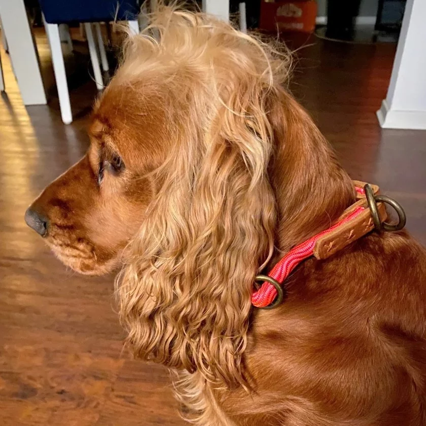 Cocker Spaniel (Hund) Hundehalsband Halsband aus Tau und Leder, Zugstop, rosa rot smooth wave und cognac braun Cocker Spaniel (Hund) Hundehalsband Halsband aus Tau und Leder, Zugstop, rosa rot smooth wave und cognac braun