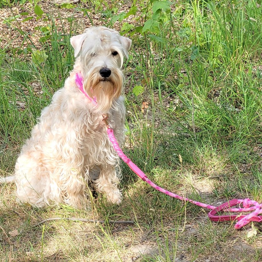 Irish Soft Coated Wheaten Terrier mit Leinen-Halsband-Set Tau und Leder, wild fuchsia und Leder rosa