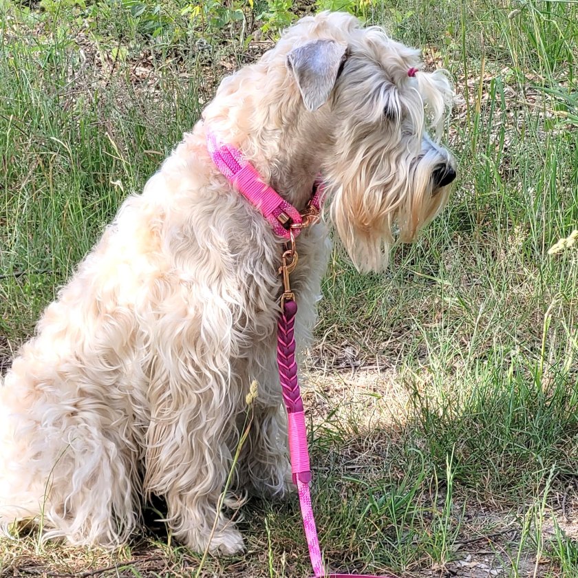 Irish Soft Coated Wheaten Terrier Leine Tau wild fuchsia und Leder rosa