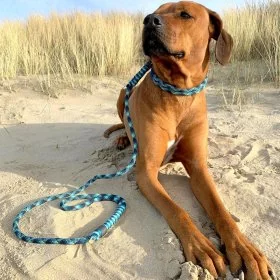 Mobile Preview: Rhodesian Ridgeback (Hund) Retrieverleine Moxonleine mit Zugstop aus Tau neptunus