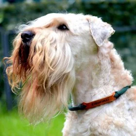 Mobile Preview: Irish Soft Coated Wheaten Terrier (Hund) mit Halsband aus Tau und Leder, mit Name "Paparazzi", Zugstop, dark grün und cognac braun