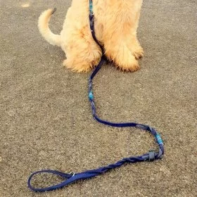 Mobile Preview: Irish Soft Coated Wheaten Terrier (Hund) mit Leinen-Halsband-Set Leder Mix, blau