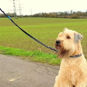 Mobile Preview: Irish Soft Coated Wheaten Terrier (Hund) mit Leinen-Halsband-Set Leder Mix, blau