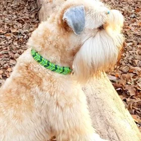 Mobile Preview: Irish Soft Coated Wheten Terrier (Hund) mit Leine und Halsband aus geflochtenem Paracord in den Farben leaf grün / alphine grün / white kelly green spiral. Beschläge Farbe nickel