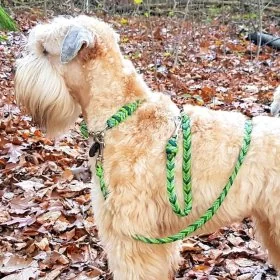 Mobile Preview: Irish Soft Coated Wheten Terrier (Hund) mit Leine und Halsband aus geflochtenem Paracord in den Farben leaf grün / alphine grün / white kelly green spiral. Beschläge Farbe nickel