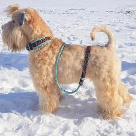 Mobile Preview: Irish Soft Coated Wheaten Terrier (Hund) mit Leine und Zugstop Halsband aus Tau / Seil und Leder aus Tau in sea grün und Leder in braun. Beschläge in kupfer antik.