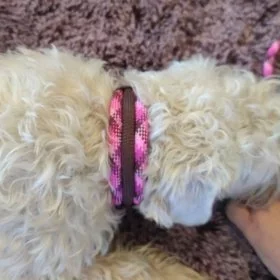Mobile Preview: Irish Soft Coated Wheaten Terrier mit Halsband aus Tau, cherry blossom und braun, Beschläge rose gold