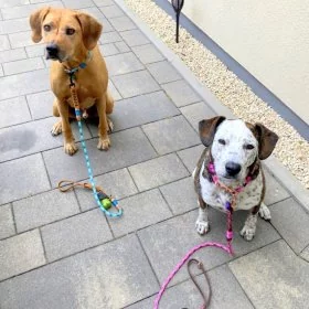 Mobile Preview: 2 Hunde mit Leine Tau und Leder, cherry blossom und braun / smaragd und cognac braun