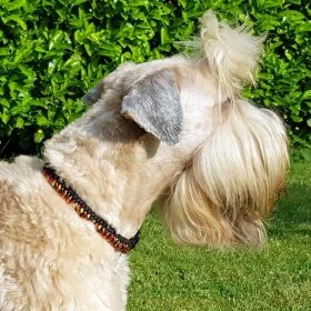 Mobile Preview: Hund Irish Soft Coated Wheaten Terrier mit Halsband aus Parcord in den Farben german pride und schwarz, Hundehalsband im Deutschland Muster, mit schwarzer Schnalle