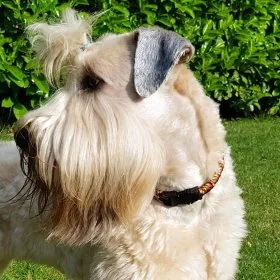 Mobile Preview: Hund Irish Soft Coated Wheaten Terrier mit Halsband aus Parcord in den Farben german pride und schwarz, Hundehalsband im Deutschland Muster, mit schwarzer Schnalle