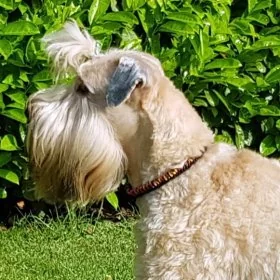 Mobile Preview: Hund Irish Soft Coated Wheaten Terrier mit Halsband aus Parcord in den Farben german pride und schwarz, Hundehalsband im Deutschland Muster, mit schwarzer Schnalle